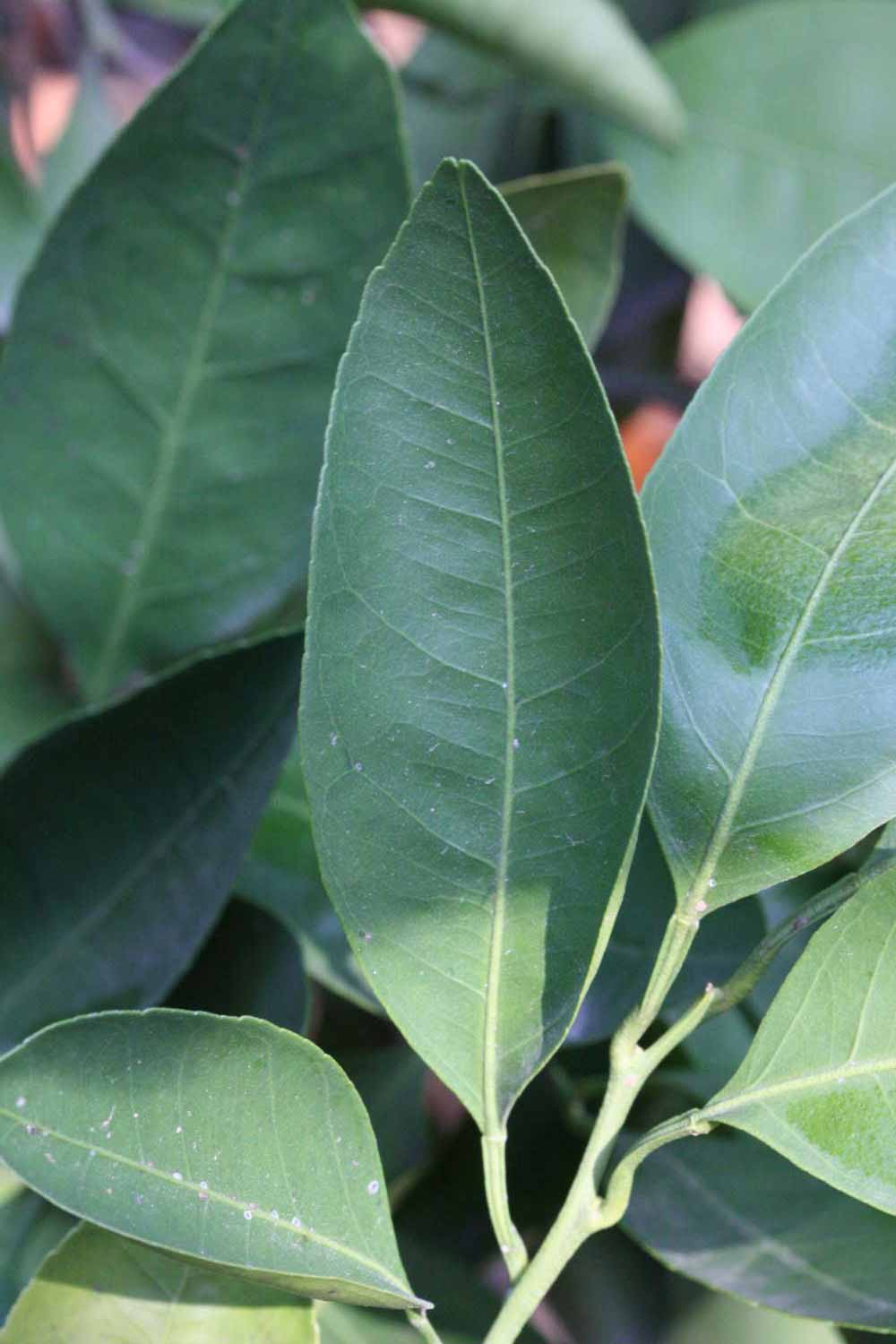              Shade leaves (Riverside, CA)       